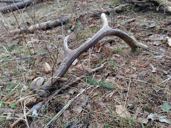 Minuloročný mladňák