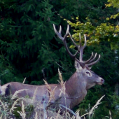 10 torák na rúbanisku