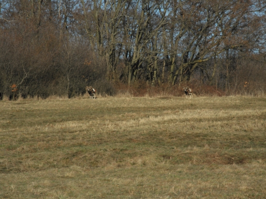 Ten na lavo je zlatí..!