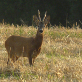 Srnček