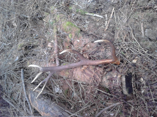 spomienka 2014.. 2,30 kg