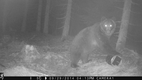 Kŕmny valec s návštevou