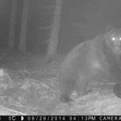 Kŕmny valec s návštevou