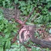 Čo zostalo z jeleňa