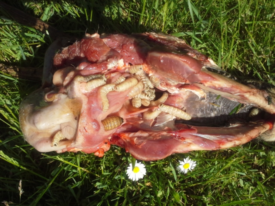 nosohltanová strečkovitosť u srnca