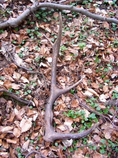 Včerajšia prechádzka