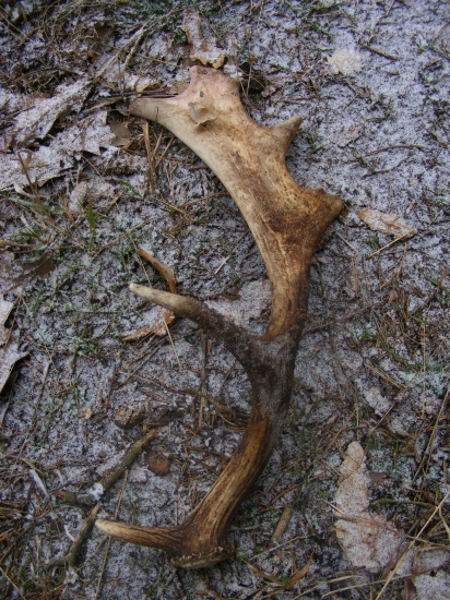 Minuloročný nájdený tento rok