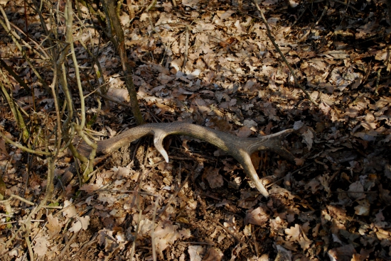 Minuloročný 12torák