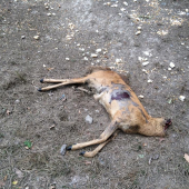 Toto je už vrchol !!!!!!