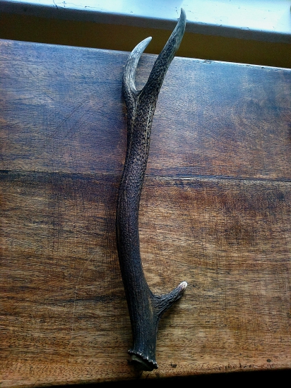 Prvé či druhé parožie ??