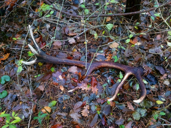 Ešte sa dajú nájsť, 14torák,  2,8kg