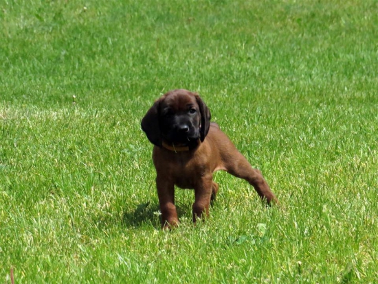 Don Le Blue Cardinalis