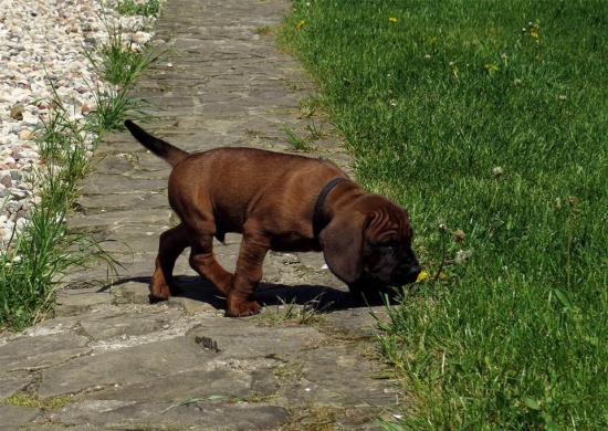 Bavorský farbiar  na stope