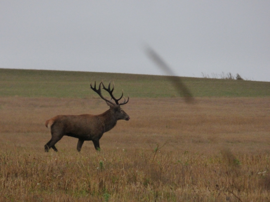 Nepravidelný 16-torák