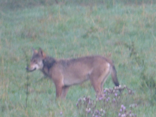 Vulpes vulpes