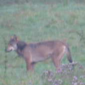 Vulpes vulpes