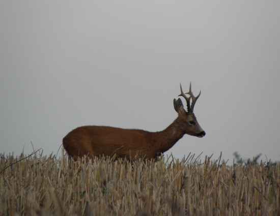 Ještě příšel na vábení 2.