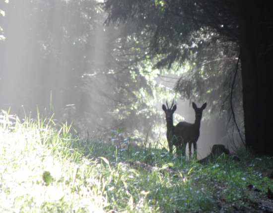 srnčí pár v protisvětle