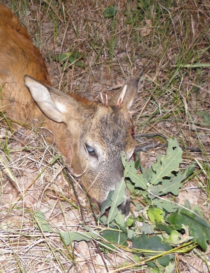 Detail včerejšího ročka