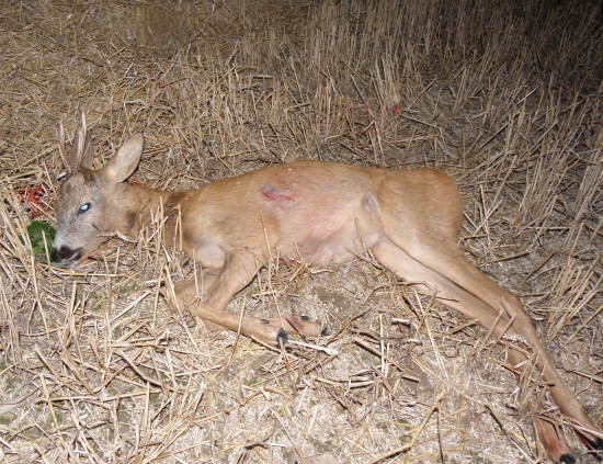 Přivábený dvouletý špičák