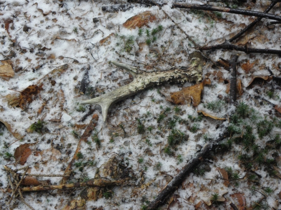 Dnešní prvý dárek i když starší.