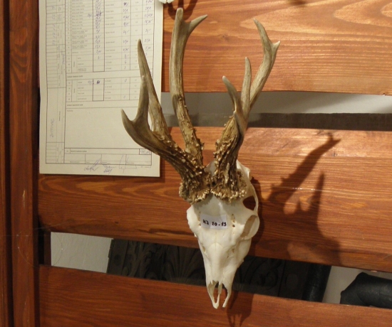 Fantastická zlatá trofej 132,25 CIC z okresu Nový Jičín