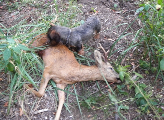 Po úspěšném dosledu