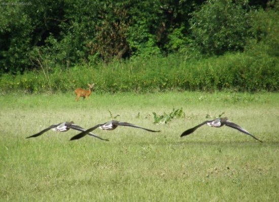 Divoké husy a srnec