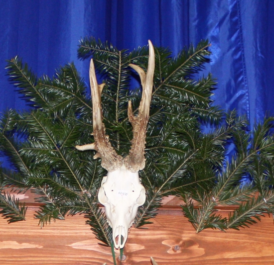 nejsilnější srnec ulovený v okrese Nový Jičín v roce 2014, 159,4 CIC