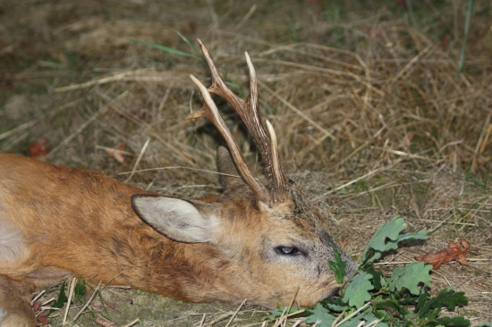 Doprovod kamarádovi na srnce k 70 sedmdesátinám