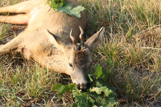 Vývrtkář 2 vt z dnešního rána