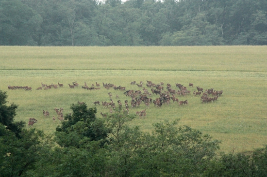 Hontianske Serengeti