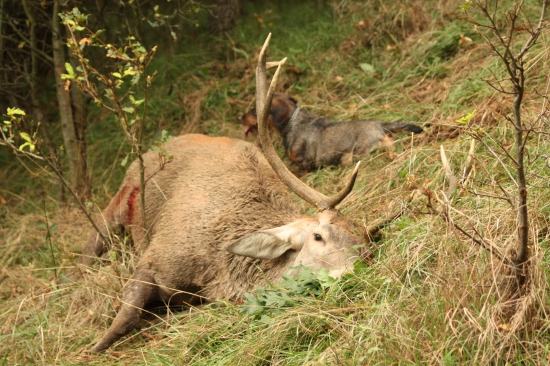 Úspěšný dosled kamarádova jelena