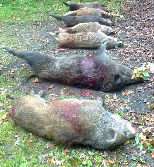 Dnešní úspěšná naháňka 8 kusů