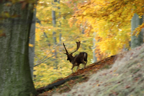 Pod zlatým závojem