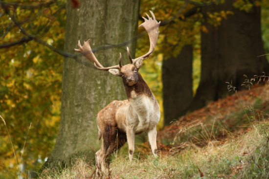 Lopatáč z dančí říje