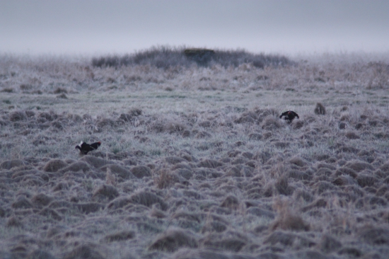 Za ranního svítání