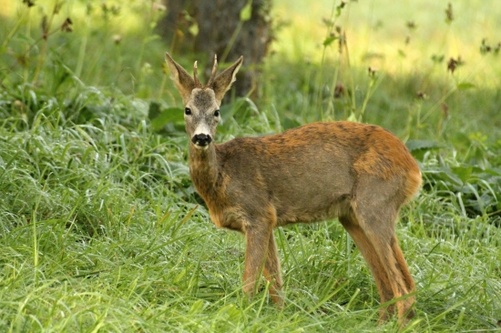 Převlíkání kabátu