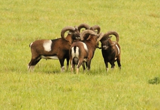 Dáme hlavy dohromady