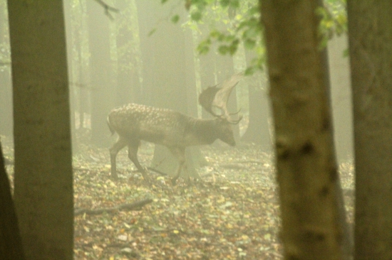 Mlžný přízrak z rozbíhající se říje