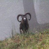 Beran