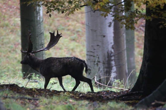 Kapitální v protisvětle
