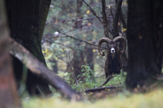 Beran z upršeného rána