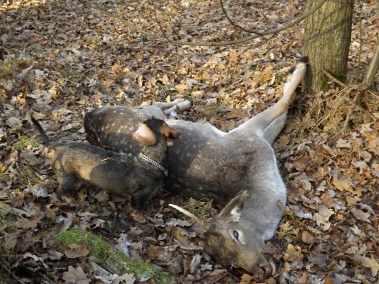 Upytlačený špičák.