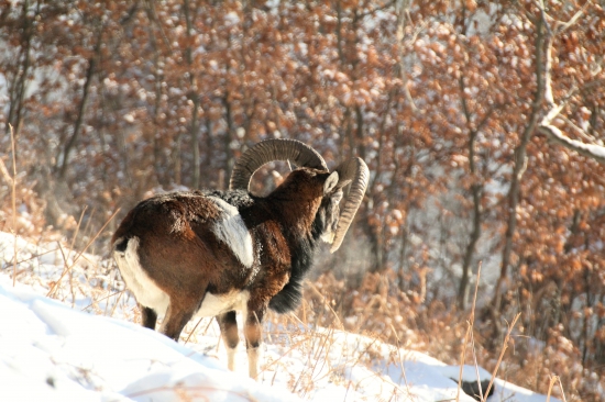 Beran v mrazivém ránu