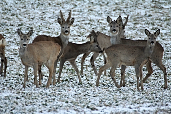V zasněženém ránu