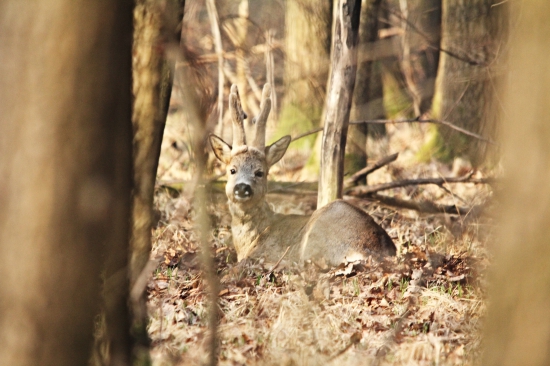 Starší pán v loži