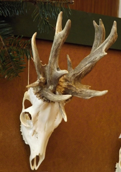 Zajímavá srnčí trofej