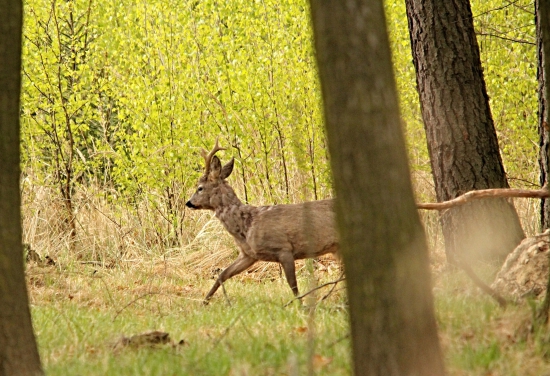 Šesterák v jarní zeleni