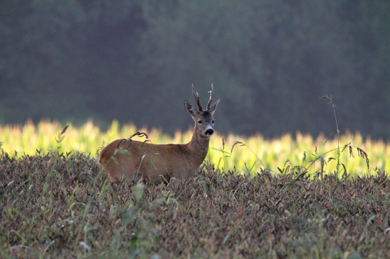 Šesterák v protisvětle
